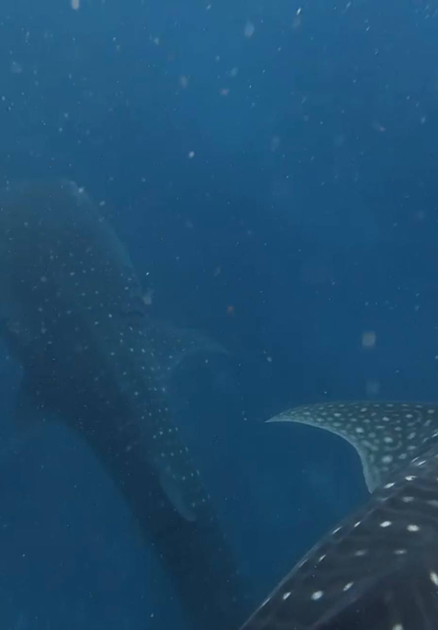Whale Shark Adventure